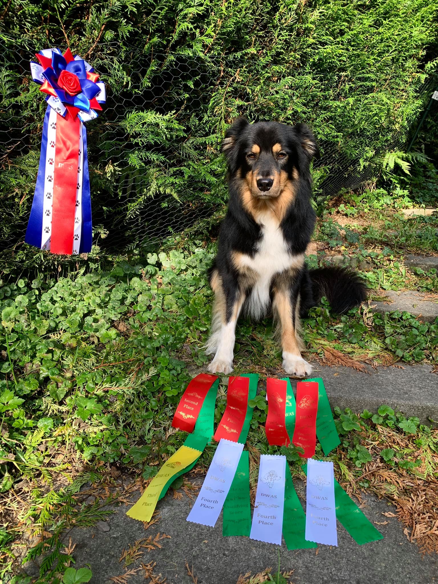 30Day Challenge for Dry Land Herding Games The Talking Dog